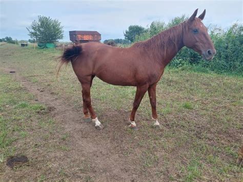 if you post an item and it is sold, please. . Saddlebred horses for sale craigslist